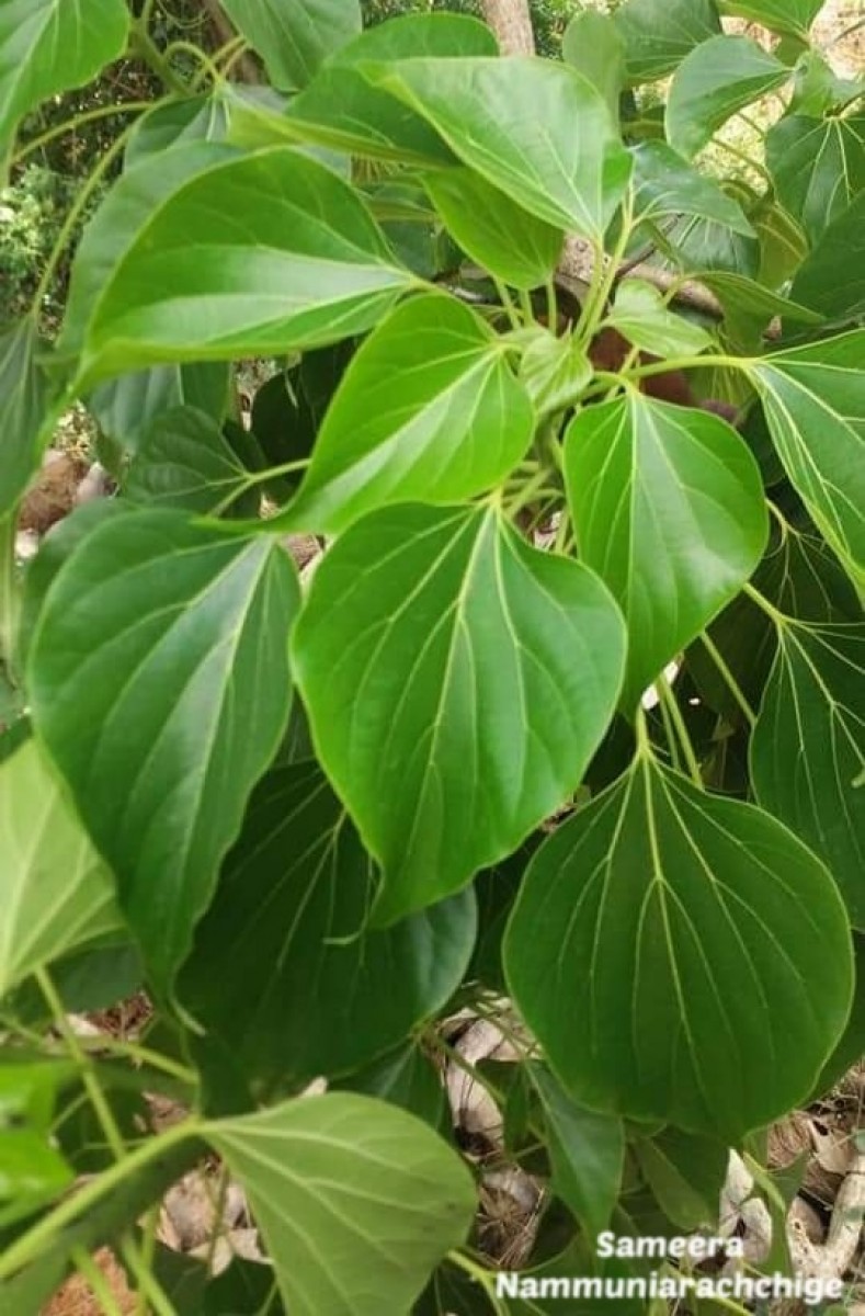 Gyrocarpus americanus Jacq.